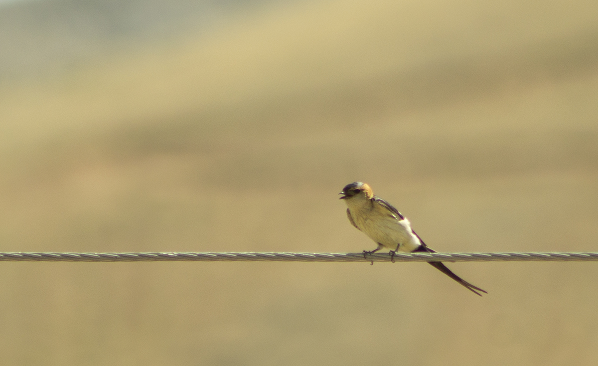 Red-rumped Swallow